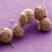 MT May 16 synthia bacteria large