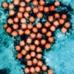 MT May 2016 viruses alive foot and mouth