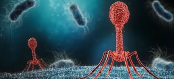 Two bacteriophage infecting a bacterium 