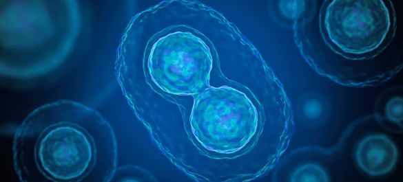Cell dividing