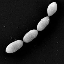 M. intestini Medical University of Graz (1).jpg
