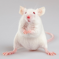 Small white mouse.