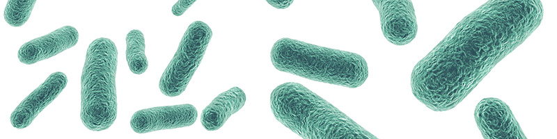 Bacteria.png