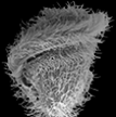 ijsem002888 thumb.png