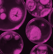 Branding used for Access Microbiology