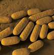 Branding used for International Journal of Systematic and Evolutionary Microbiology Editorial Board
