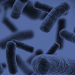 Branding used for Microbiology