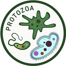 WhatisMicrobiology-Icons-Protozoa-HR.png